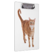 Porte-bloc Chat Tabby Orange (Swatch)
