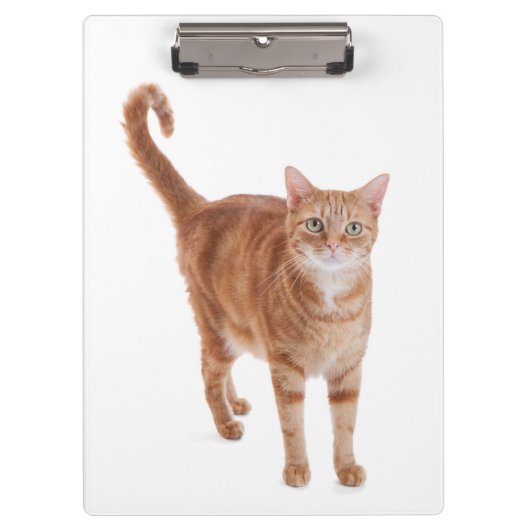 Porte-bloc Chat Tabby Orange (Devant)