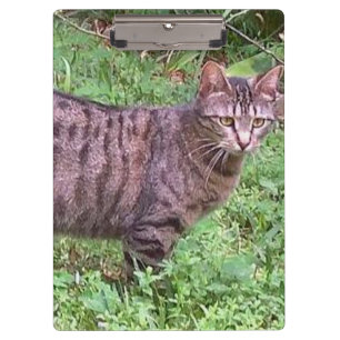 Porte-bloc Chat tigré Brown dehors