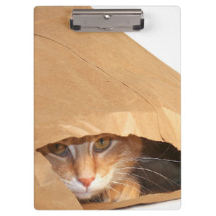 Porte-bloc Chat tigré orange dans le sac de papier