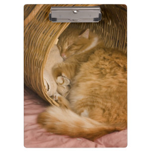 Porte-bloc Chat tigré orange dormant dans un panier