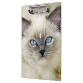 Porte-bloc Chaton Ragdoll (Gauche)