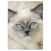 Porte-bloc Chaton Ragdoll (Dos)