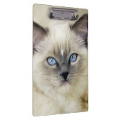 Porte-bloc Chaton Ragdoll (Swatch)