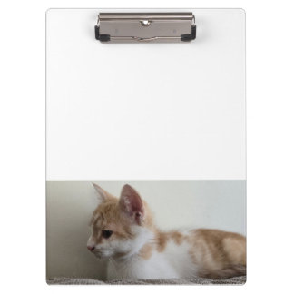 Porte-bloc Chaton roux et blanc