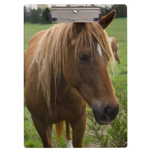 Porte-bloc Cheval Bonjour (Devant)