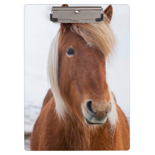 Porte-bloc Cheval islandais en hiver