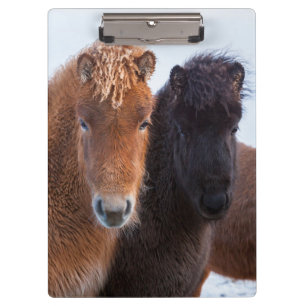 Porte-bloc Cheval islandais en hiver en Islande