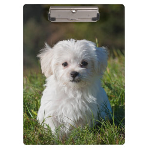 Porte-bloc Chien de chiot maltais blanc farci