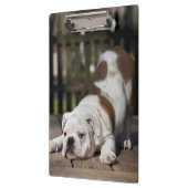 Porte-bloc Chiot anglais de bouledogue (Gauche)