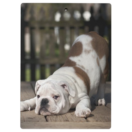 Porte-bloc Chiot anglais de bouledogue (Dos)