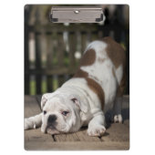 Porte-bloc Chiot anglais de bouledogue (Devant)