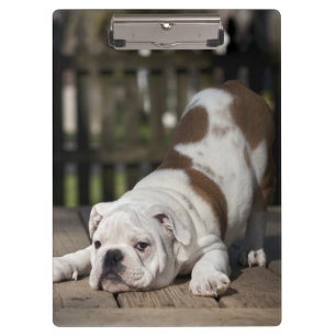Porte-bloc Chiot anglais de bouledogue
