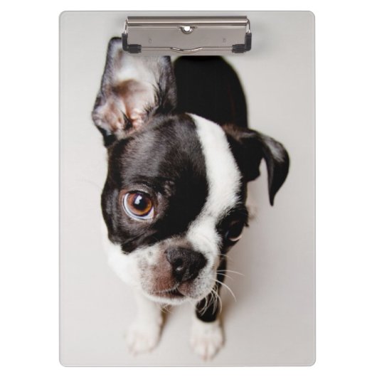 Porte-bloc Chiot d'Edison Boston Terrier (Devant)