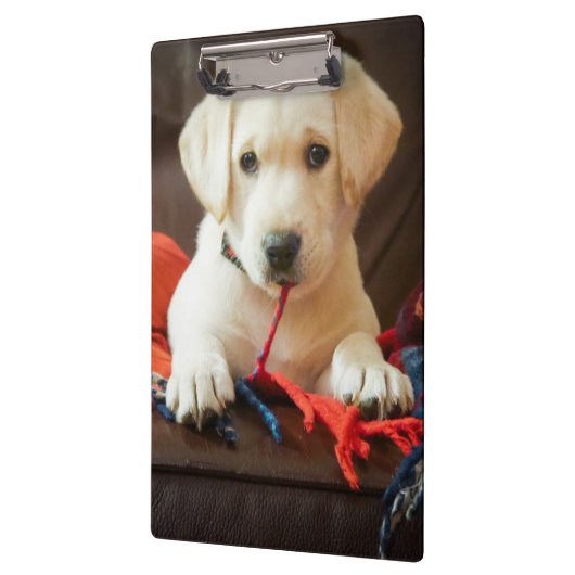 Porte-bloc Chiot des images | de Getty sur un sofa (Gauche)