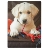 Porte-bloc Chiot des images | de Getty sur un sofa (Dos)