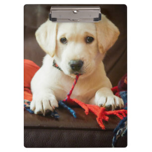 Porte-bloc Chiot des images   de Getty sur un sofa
