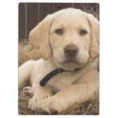 Porte-bloc chiot Labrador Retriever (Dos)