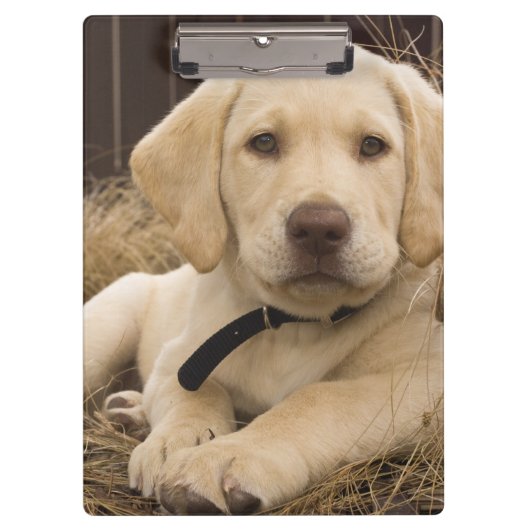 Porte-bloc chiot Labrador Retriever (Devant)
