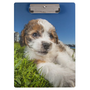 Porte-bloc Chiot mignon (Shitzu)
