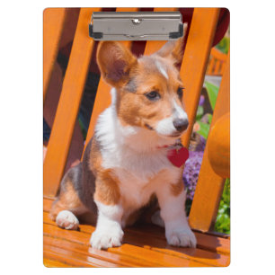 Porte-bloc chiot Pembroke Welsh Corgi assis sur un banc de pa