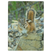 Porte-bloc Chipmunk dans le parc national des Glaciers (Dos)
