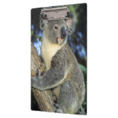 Porte-bloc Cinereus de koala, de Phascolarctos), l'Australie, (Gauche)