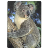 Porte-bloc Cinereus de koala, de Phascolarctos), l'Australie, (Dos)