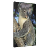 Porte-bloc Cinereus de koala, de Phascolarctos), l'Australie, (Swatch)