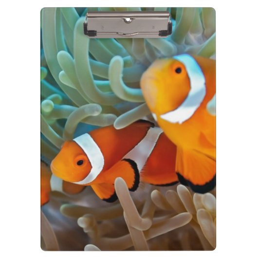 Porte-bloc Clownfish (Devant)