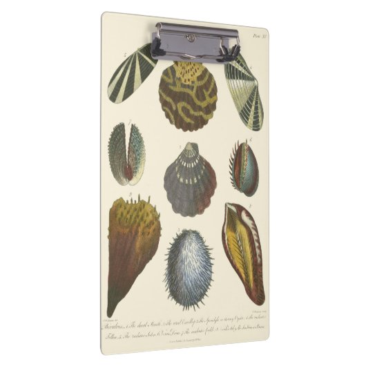 Porte-bloc Collection Conchology (Swatch)