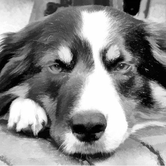 PORTE-BLOC COLLIE FRONTALIÈRE