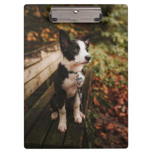 Porte-bloc Collie frontalière noire et blanche sur le banc du
