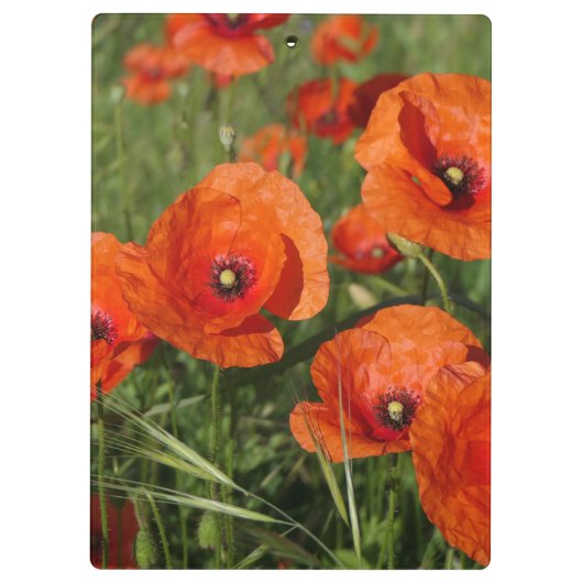 Porte-bloc Common Poppies  (Dos)