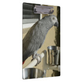 Porte-bloc Congo : Le perroquet gris africain sur pied (Swatch)