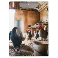 Coq et poules à l'intérieur de la grange