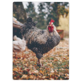 Porte-bloc Coq noir et blanc avec deux poules dans la nature (Dos)