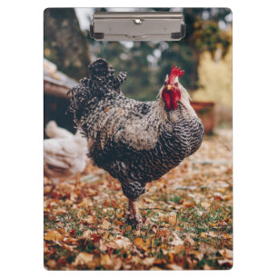 Porte-bloc Coq noir et blanc avec deux poules dans la nature