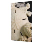 Porte-bloc Coquillages Blancs Et Dollar De Sable (Gauche)