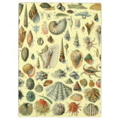 Porte-bloc Coquillages de coquillages Mollusk Clam Élégant Ar (Dos)