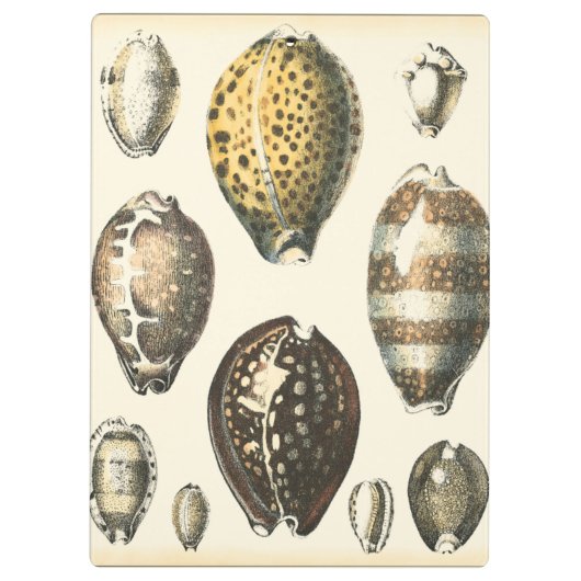 Porte-bloc Coquillages De Forme Unique (Dos)