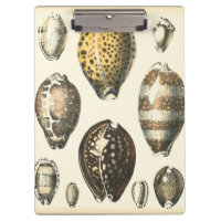 Coquillages De Forme Unique