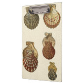 Porte-bloc Coquilles antiques craquelées (Gauche)