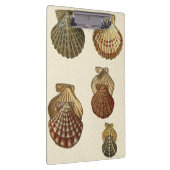 Porte-bloc Coquilles antiques craquelées (Swatch)
