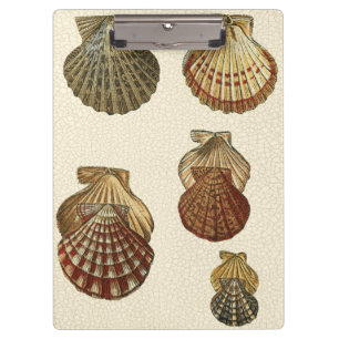 Porte-bloc Coquilles antiques crépitées