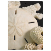 Porte-bloc Coquilles blanches et dollar de sable (Dos)