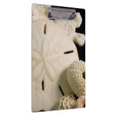 Porte-bloc Coquilles blanches et dollar de sable (Swatch)