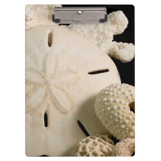 Porte-bloc Coquilles blanches et dollar de sable (Devant)