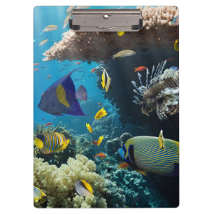 Porte-bloc Corail et poissons en Mer Rouge, Egypte