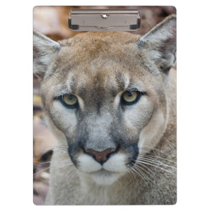 Porte-bloc Cougar, lion de montagne, panthère de Floride, Pum